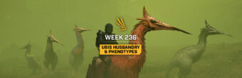 Обновление Icarus: Неделя 236 — разведение убис и фенотипы